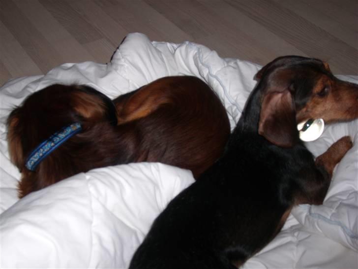 Gravhund Bimmer billede 16