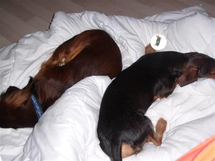 Gravhund Bimmer billede 17