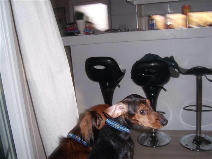 Gravhund Bimmer billede 18