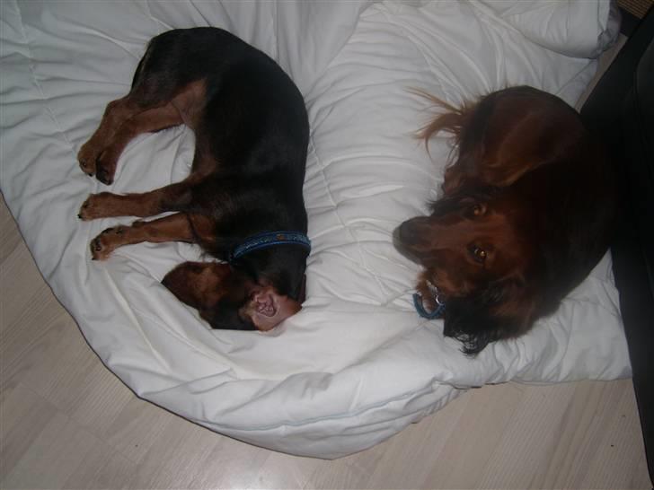 Gravhund Bimmer billede 19