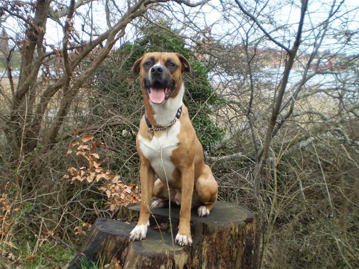 Blanding af racer R.I.P Samson billede 2