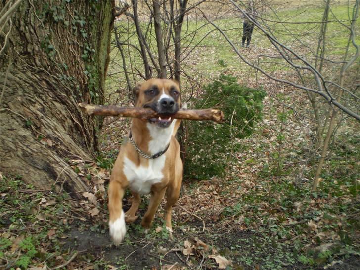 Blanding af racer R.I.P Samson billede 3