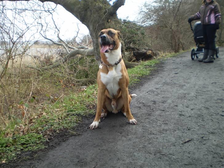 Blanding af racer R.I.P Samson billede 4