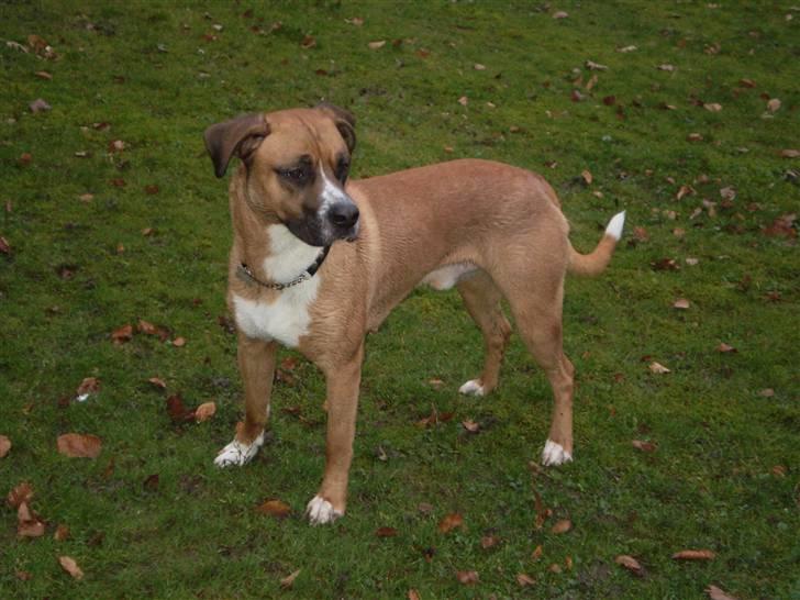 Blanding af racer R.I.P Samson billede 5