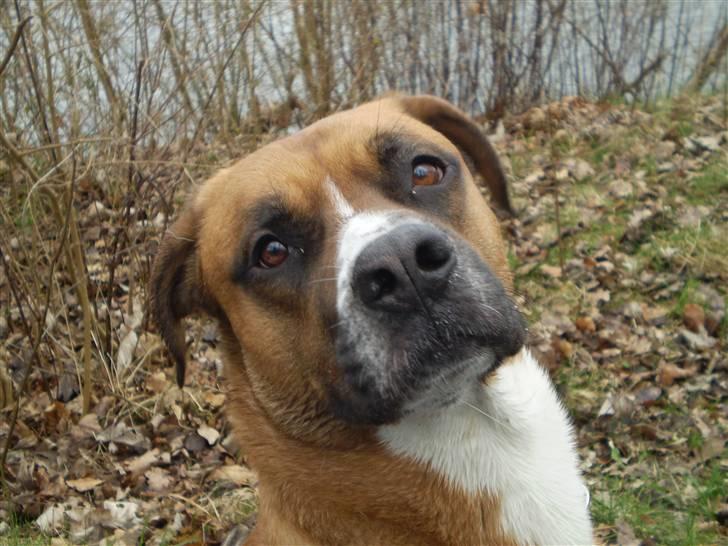 Blanding af racer R.I.P Samson billede 7