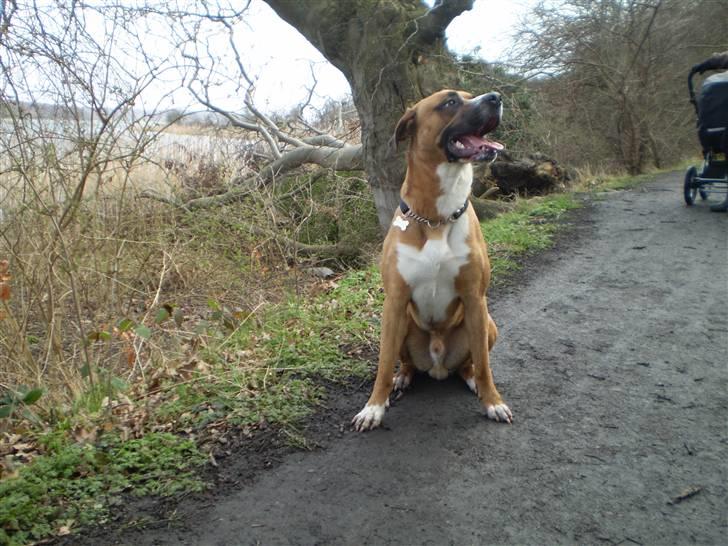 Blanding af racer R.I.P Samson billede 8