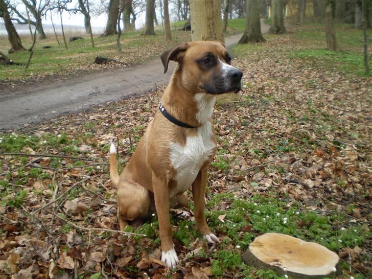 Blanding af racer R.I.P Samson billede 9