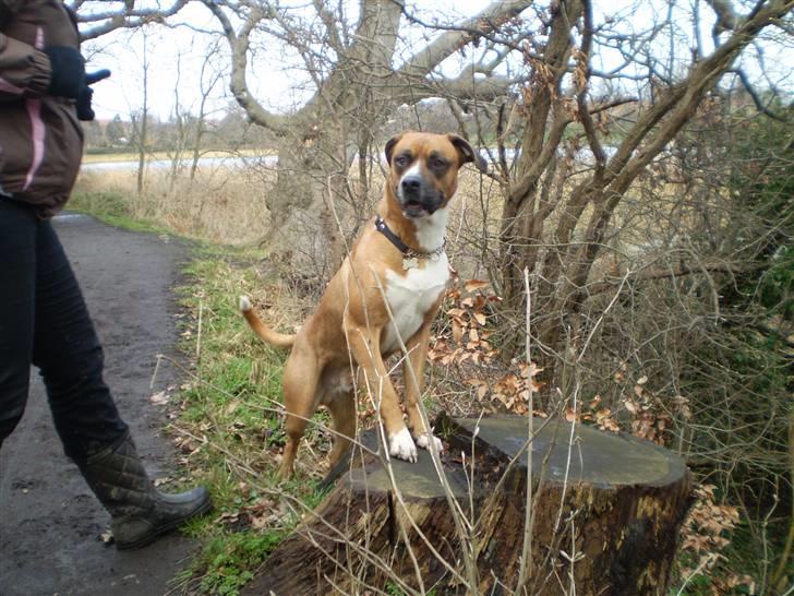 Blanding af racer R.I.P Samson billede 10