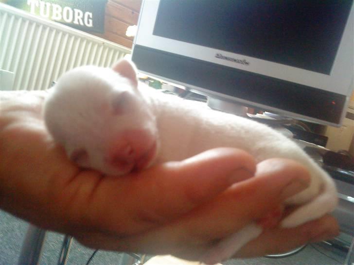 Chihuahua Kaiser - freja en af mine hvalpe billede 9