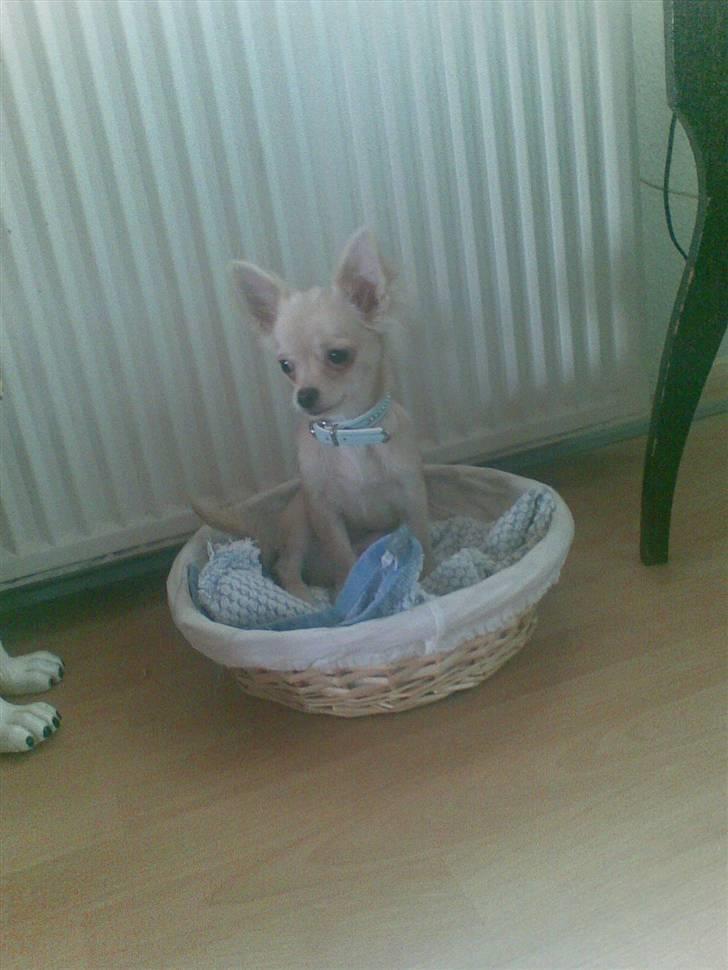 Chihuahua Kaiser - hven sagde tøj dyr billede 10