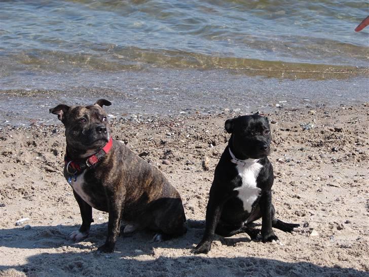 Staffordshire bull terrier Buffy billede 10