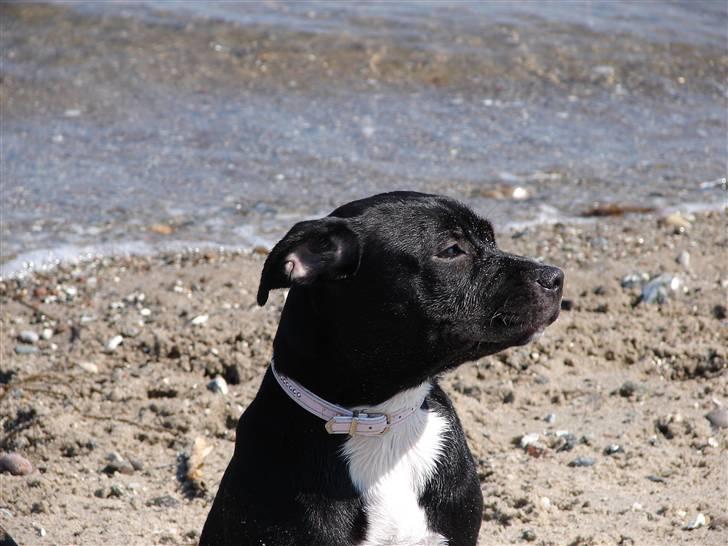 Staffordshire bull terrier Buffy billede 11