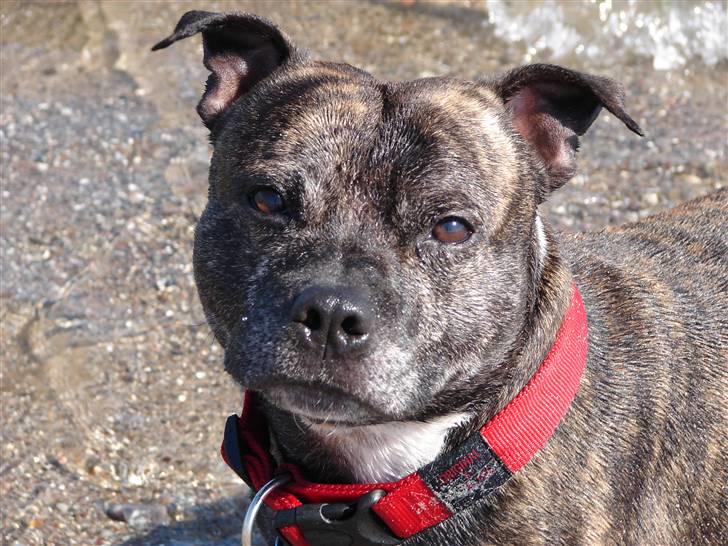 Staffordshire bull terrier tais billede 10