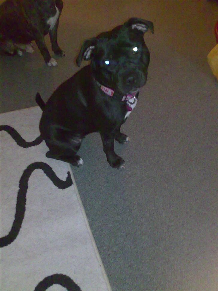 Staffordshire bull terrier Buffy billede 12