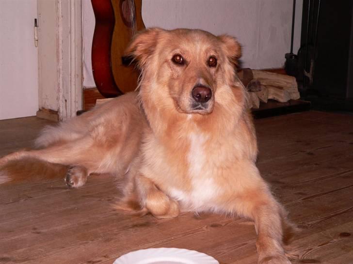 Blanding af racer tøsen - flotte tøsepige. billede 20