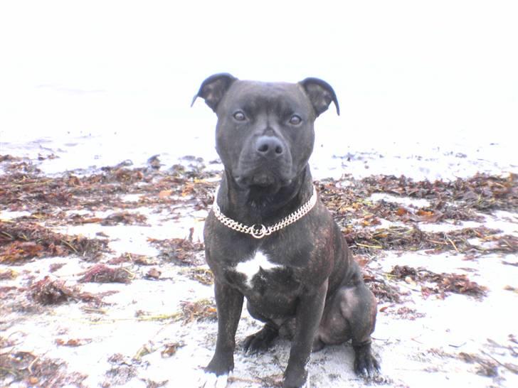 Blanding af racer Cæsar billede 1