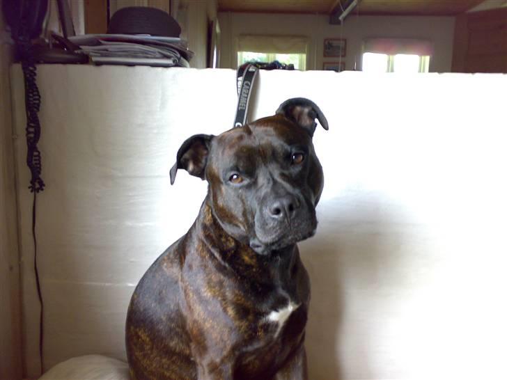 Blanding af racer Cæsar billede 2