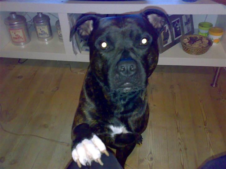 Blanding af racer Cæsar billede 3