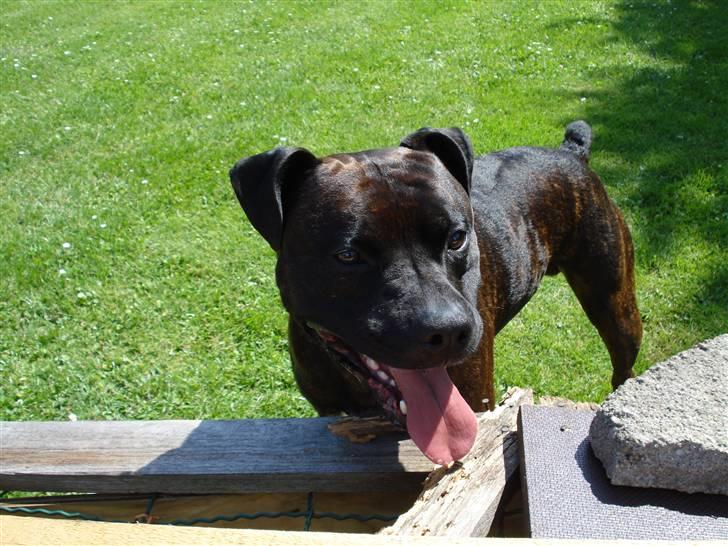 Blanding af racer Cæsar billede 4