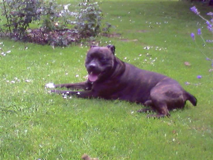 Blanding af racer Cæsar billede 5