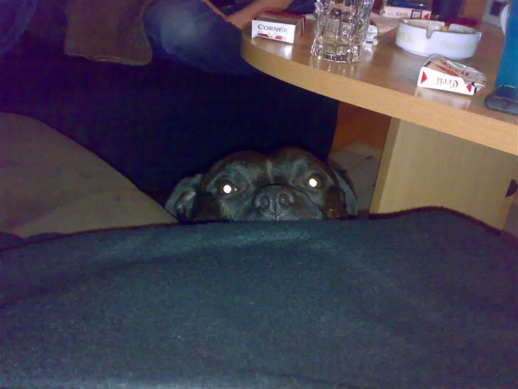 Blanding af racer Cæsar billede 6