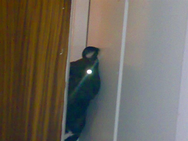 Blanding af racer Cæsar billede 7