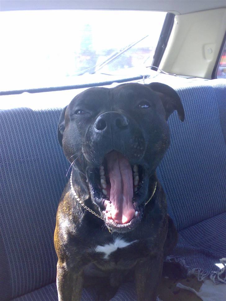 Blanding af racer Cæsar billede 8