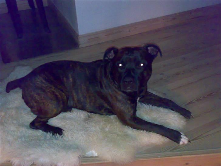 Blanding af racer Cæsar billede 9