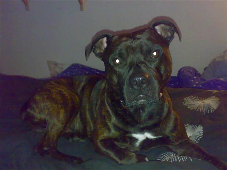 Blanding af racer Cæsar billede 10