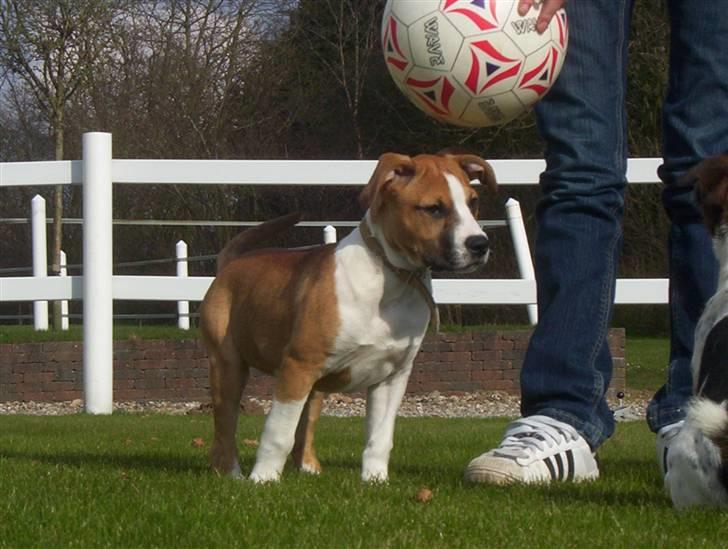 Amerikansk staffordshire terrier Mika billede 3