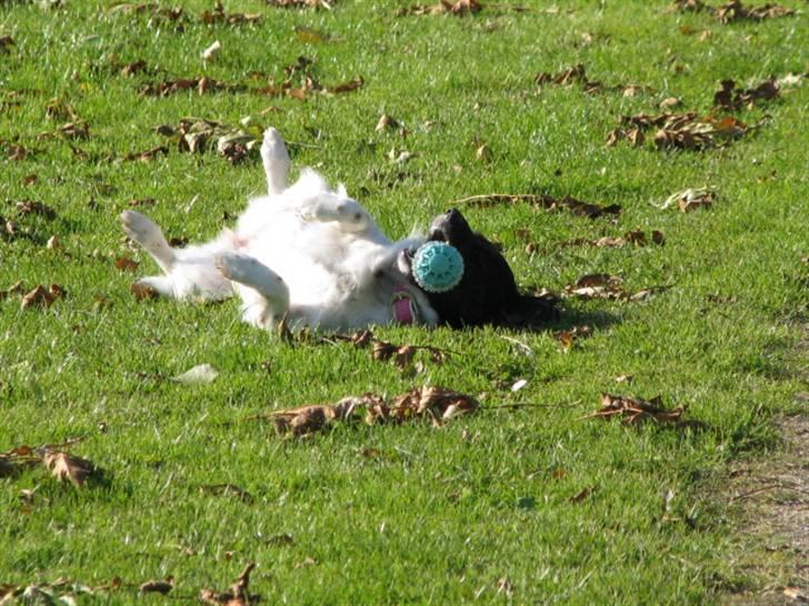 Blanding af racer Mathilde - Elsker min bold... billede 17