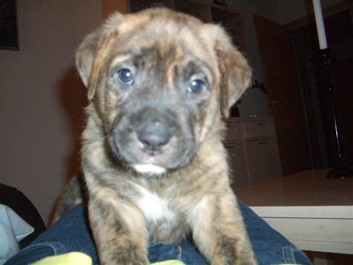 Blanding af racer Tino billede 2