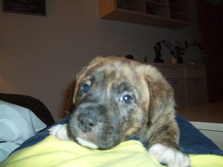 Blanding af racer Tino billede 3