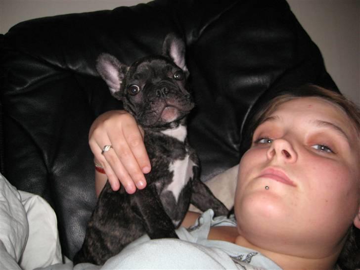 Fransk bulldog mini - hehe mini og mig rigtig snoppet  billede 1