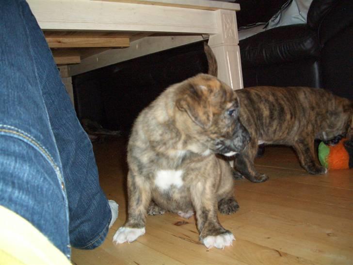 Blanding af racer Tino billede 4