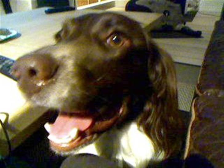 Field spaniel spif<3 ( nye billeder ) billede 20