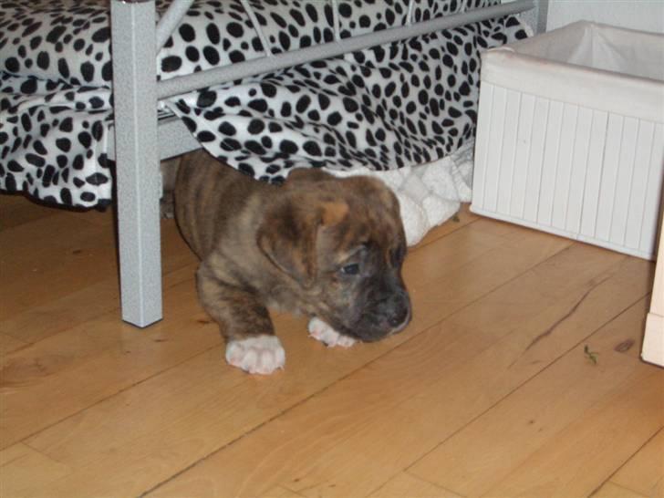 Blanding af racer Tino billede 5