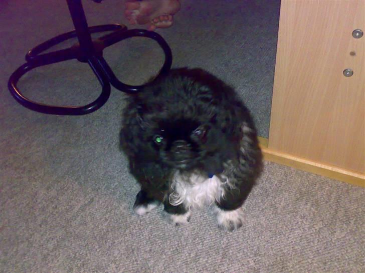 Pekingeser Max - lidt forvirret..:-) billede 7
