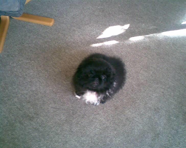 Pekingeser Max - er jeg ikk bare lille og sød...S... billede 8
