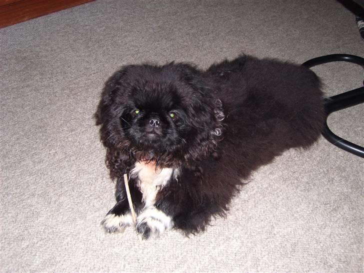 Pekingeser Max - hej smukke billede 9