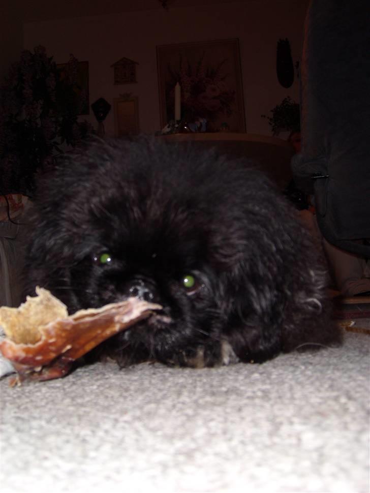 Pekingeser Max - det bedste jeg ved... billede 10