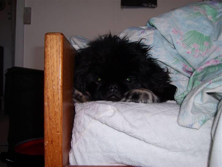 Pekingeser Max - elsker at putte under dynen billede 11