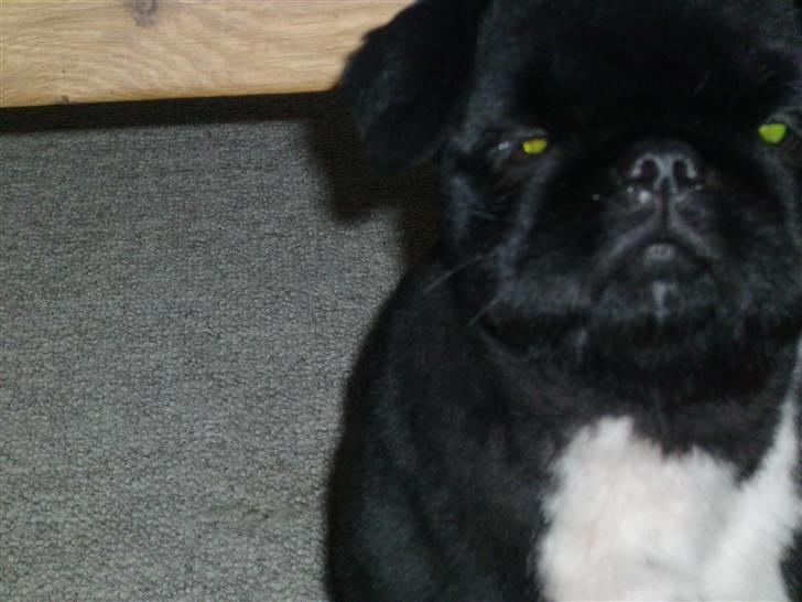 Pekingeser Max - hehe han er ikke så glad for sin nye frisure billede 12