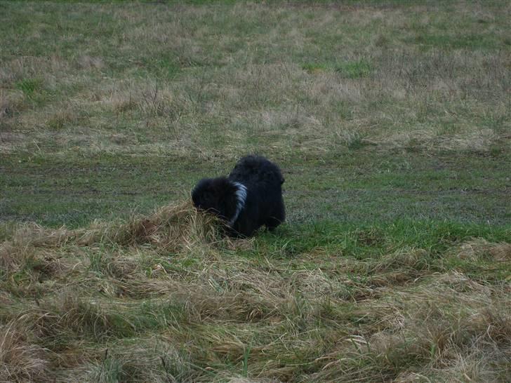 Pekingeser Max - på tur med min dejlige familie billede 13