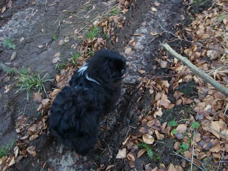 Pekingeser Max - en rigtig sporhund Går altid lige i sporet..smiler... billede 14