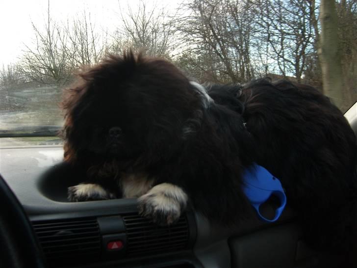 Pekingeser Max - elsker at kører bil med min mor billede 15