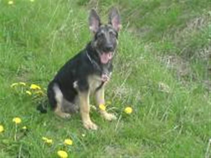 Schæferhund Kento (R.I.P 02.09.09) - det var så det billed vi faldt for billede 2