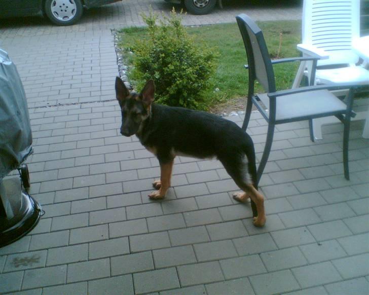 Schæferhund Kento (R.I.P 02.09.09) - den første dag udenfor, spændende billede 3