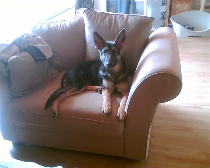 Schæferhund Kento (R.I.P 02.09.09) - slapper af, efter at have leget med balto billede 4