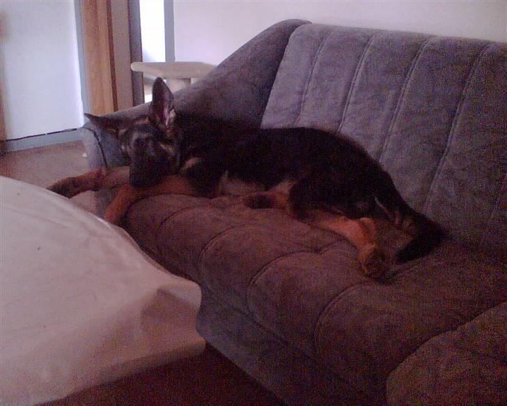Schæferhund Kento (R.I.P 02.09.09) - ynglings hjørne af sofaen billede 5